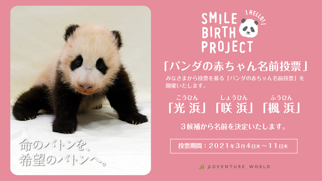 アドベンチャーワールド 公式 Smile Birth Project パンダの赤ちゃん命名委員会 により応募いただいた 名前の得票数 名前に込められた思いを一つひとつ受け止めて 3つの名前候補が決定しました 名前候補 光浜 こうひん 咲浜 しょうひん 楓浜