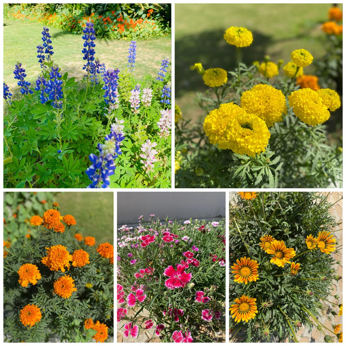 IIITDelhi's tweet image. As the #bloomingflowers transform #IIITDcampus and fill it with colors of #spring, we welcome #springseason2021 & look forward to a positive & productive year ahead.
What do you look forward to in #springtime?
#IIITD #springblooms #springishere #flowers #blooming #springseason