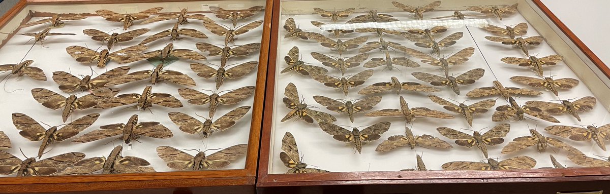 Dr Erica McAlister tweet media