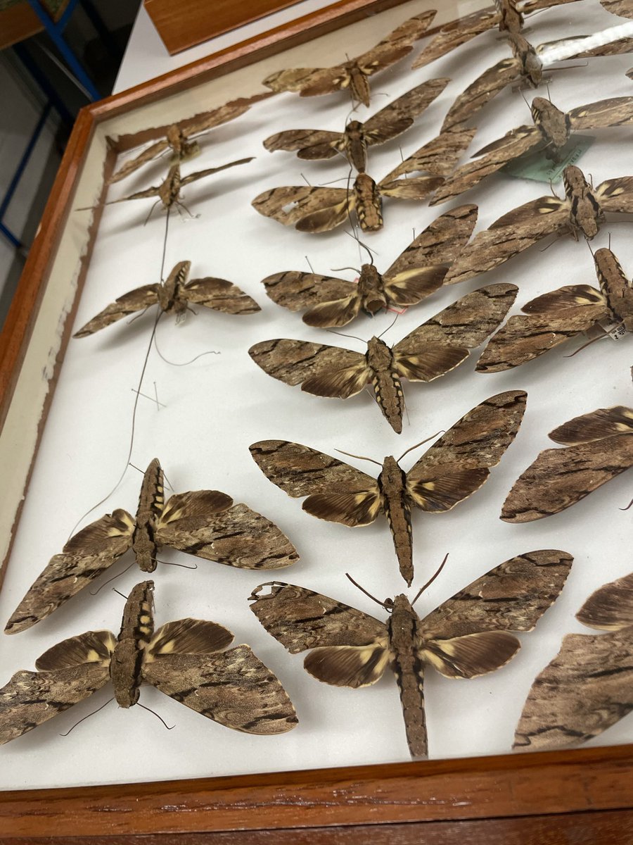 Dr Erica McAlister (@flygirlnhm) on Twitter photo Today on #Metamorphosis I’m discussing the mouthparts of moths - how Darwin’s love of Orchids led him to predict the existence of this moth many moons before it was actually discovered...#moths. Tune in at 1:45pm <a href="/BBCRadio4/">BBC Radio 4</a> (mouthparts <a href="/sueperkins/">Sue Perkins 💙</a> 👍) Today on #Metamorphosis I’m discussing the mouthparts of moths - how Darwin’s love of Orchids led him to predict the existence of this moth many moons before it was actually discovered...#moths. Tune in at 1:45pm <a href="/BBCRadio4/">BBC Radio 4</a> (mouthparts <a href="/sueperkins/">Sue Perkins 💙</a> 👍)