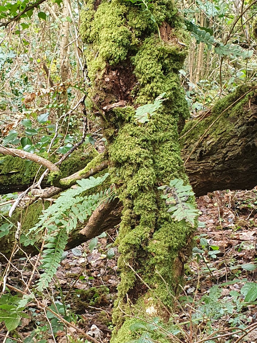 Many people round here see sally (willow) as a weed, due to its propensity to colonise open ground and grow very rapidly. But this old partially collapsed individual, bursting with epiphytes and ivy, is an ecological gold mine, a rich habitat in itself for *so* much wildlife.