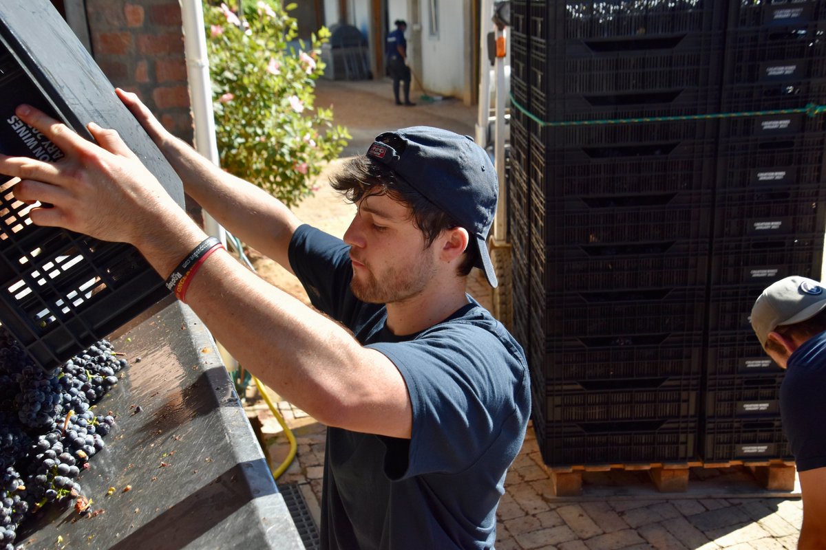 Harvest <a href="/creationwines/">Carolyn Martin</a>