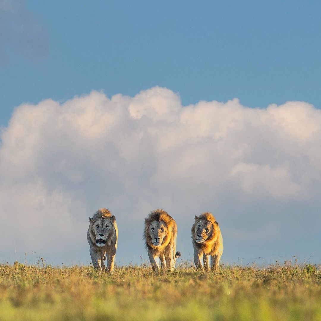 Three bad boys of the Marsh Pride in the Maasai Mara. Photo by <a href="/RamachandiranG7/">Ramachandiran Govindaraj</a>