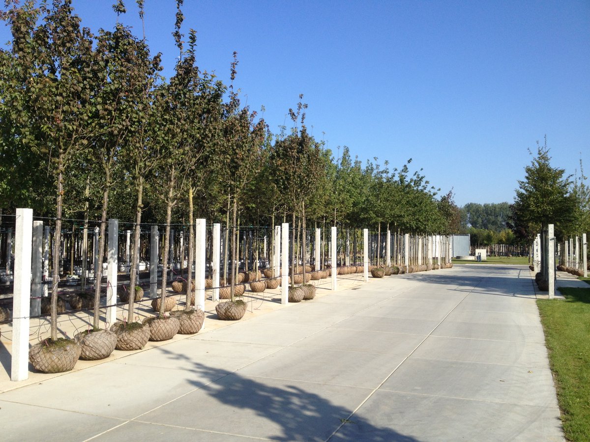 Stelcon_Belgie's tweet photo. Onze B-platen zijn o.a. voor land- en tuinbouwbedrijven de ideale verharding, contacteer onze
medewerkers voor meer info. #stelcon #stelconplaten #beton #betonplaten #betonnenvloerplaten #vloerplaten #terreinverharding #stelconbelgie #landentuinbouw https://t.co/UkOauIiOth