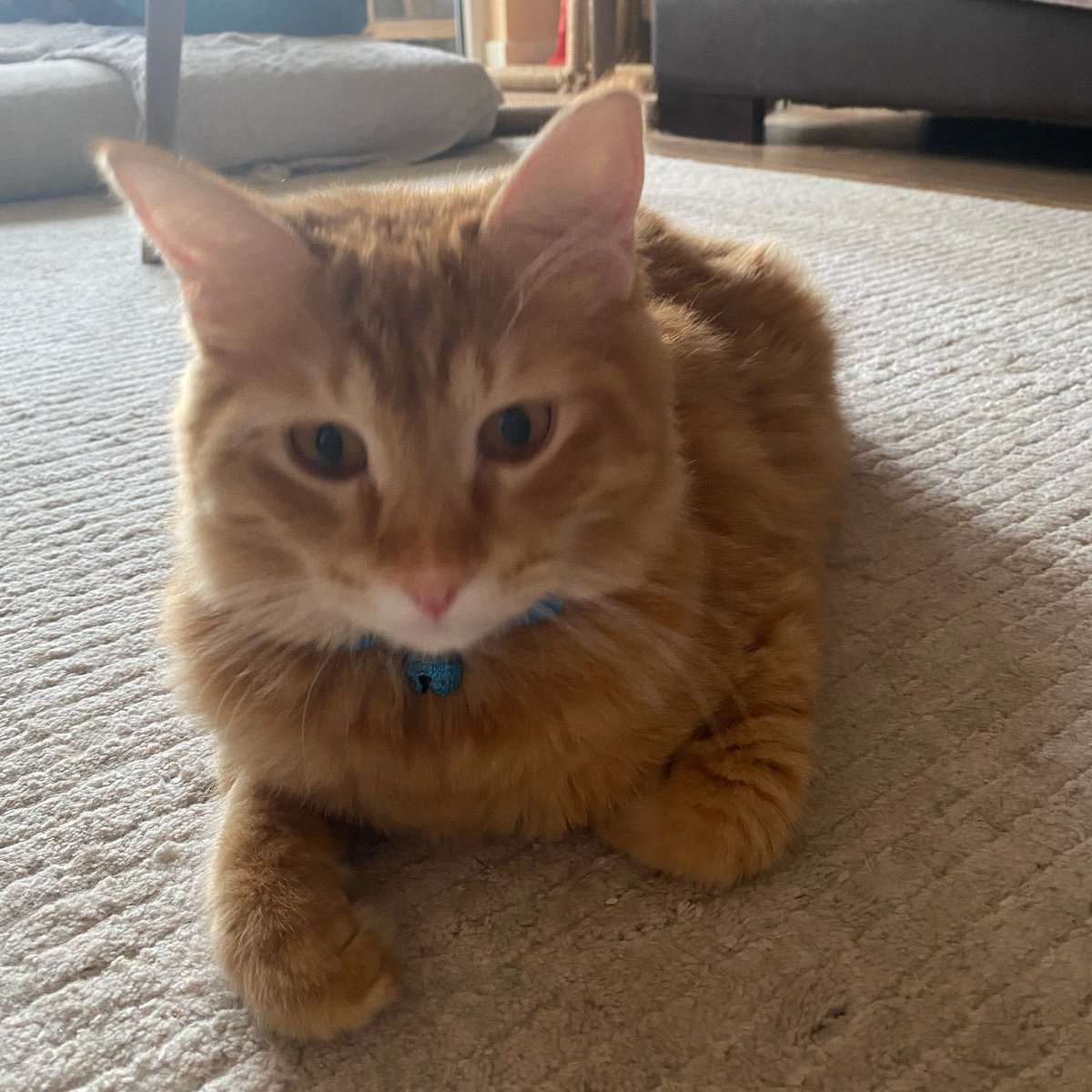 Çörek ‘ inde benimde keyfimiz yok paylaşım yapmak bile gelmiyorum içimden düz duvarlara haykırıyor ama duyulmuyor gibi hissediyorum kendimi. Bu kadar az zaman kala , neden çektiniz ellerinizi benim oğlumun üzerinden gerçekten anlayamıyorum artık ...