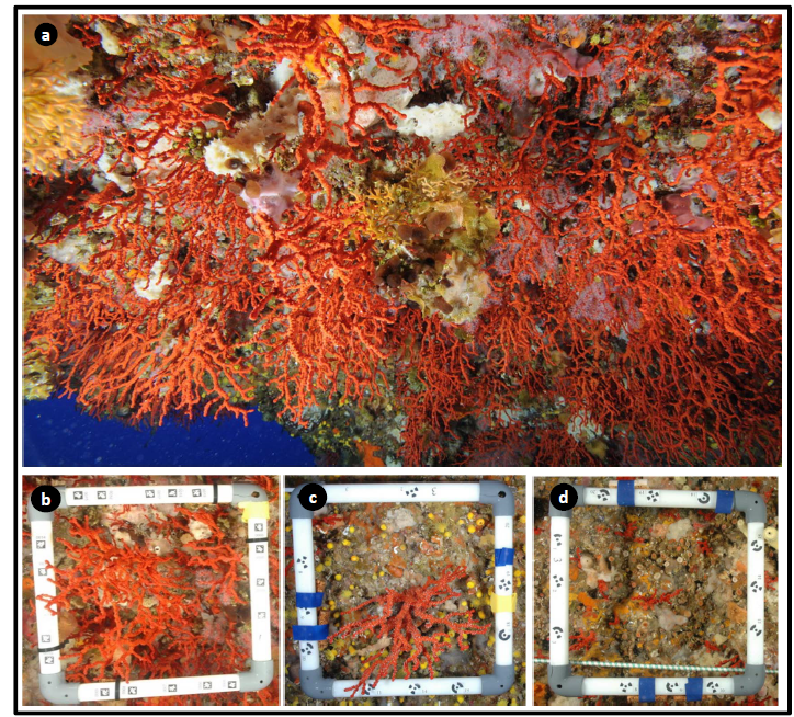 JGarrabou's tweet photo. 🔴Wondering how would shallow #redcoral populations be without the impact of fishing❓

Have a look on our study on a pristine #redcoral population

@Enric_Sala @crislinaresibz @jbaptisteledoux @3NuriaTeixido @Emma_Cebrian @DiegoKersting 

🔗https://t.co/BD2QOyoApE https://t.co/tXSO26Qyi9