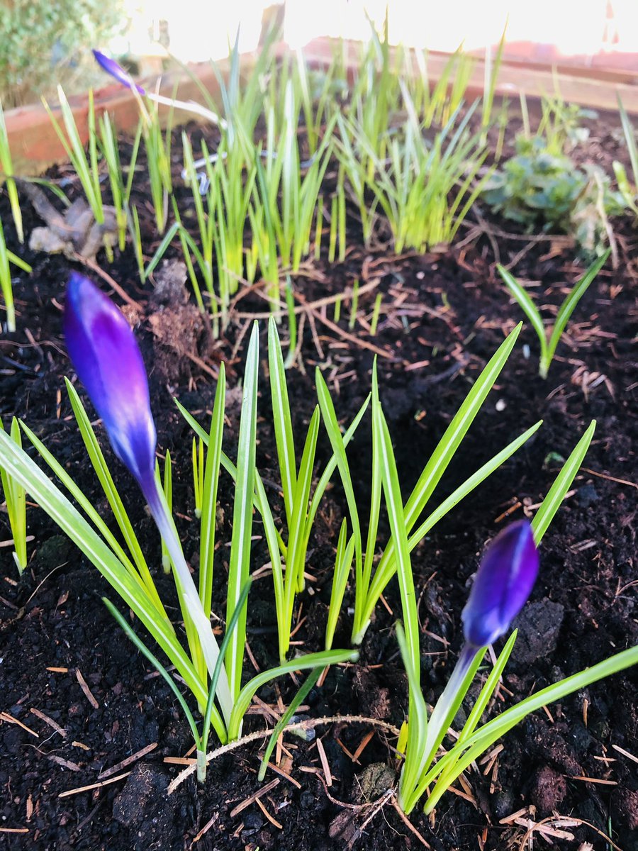 sphoenix78's tweet photo. Having a coffee in the garden and loving the signs of spring xx #TakingTimeForMe ππ https://t.co/IBrc72VXCU