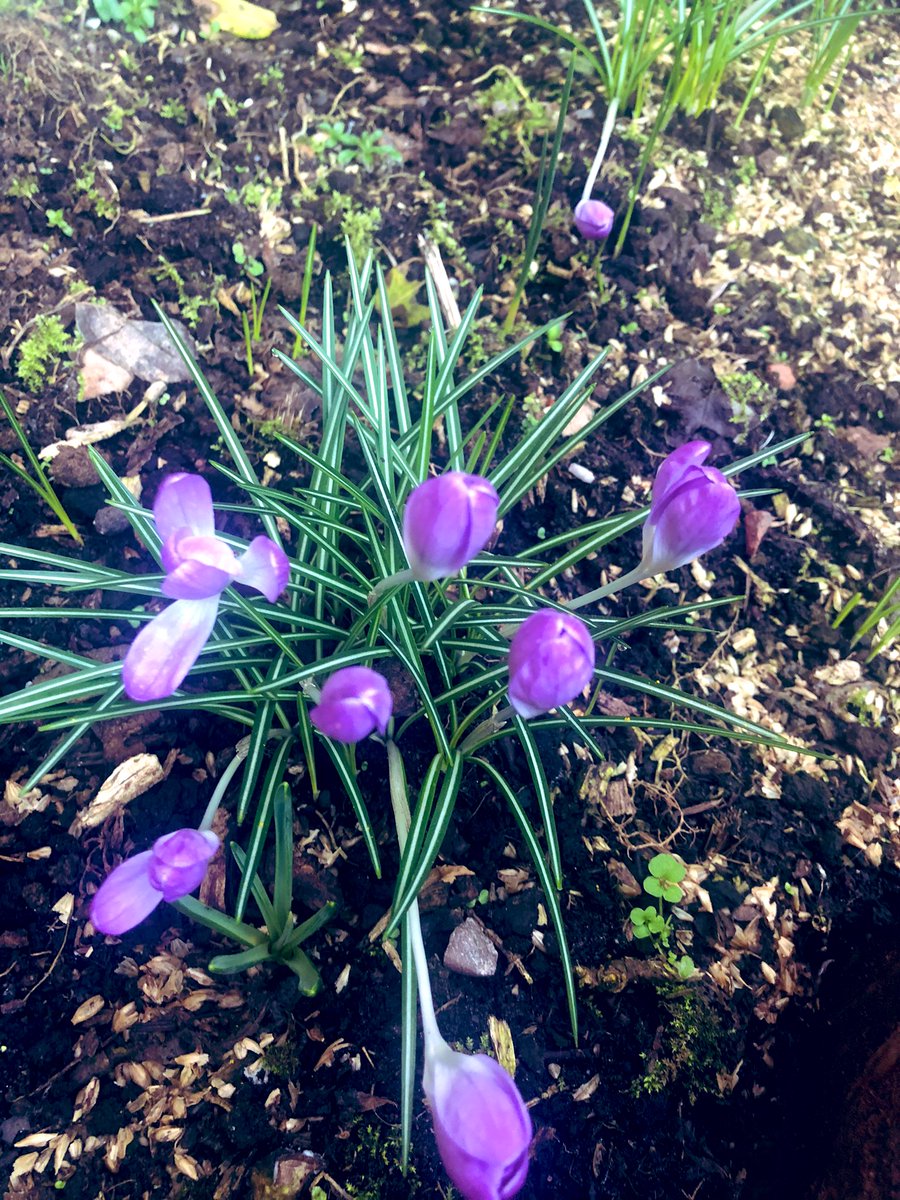 sphoenix78's tweet photo. Having a coffee in the garden and loving the signs of spring xx #TakingTimeForMe ππ https://t.co/IBrc72VXCU