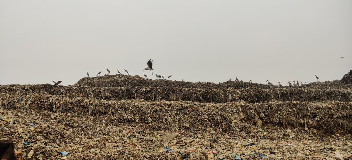 dineshbandella's tweet photo. The Greater Adjutant, listed as endangered on the IUCN Red List(IUCN 3.1), standing tall at150 cm, fends for food at #dumpsite at #diporbil a wetland under #Ramsar Convention. Wondering how a dumpsite is allowed on wet land at the first place. Where are the buffer zone norms🧐 https://t.co/Q4nNE2T7j6