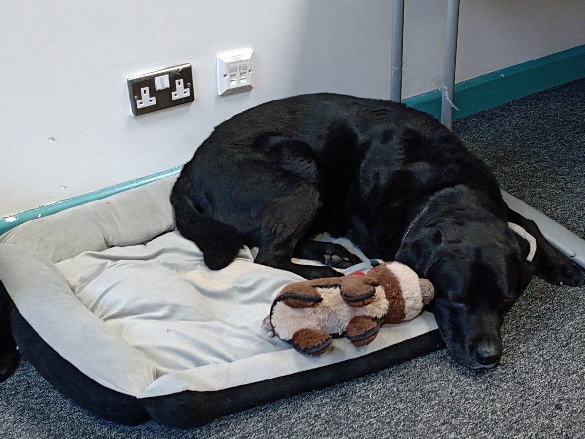 Big day today for Rocky the #CustodyDoggo™ as he gets to meet the Force ID team......... Clearly very excited...... 😴
#MarathonNotASprint