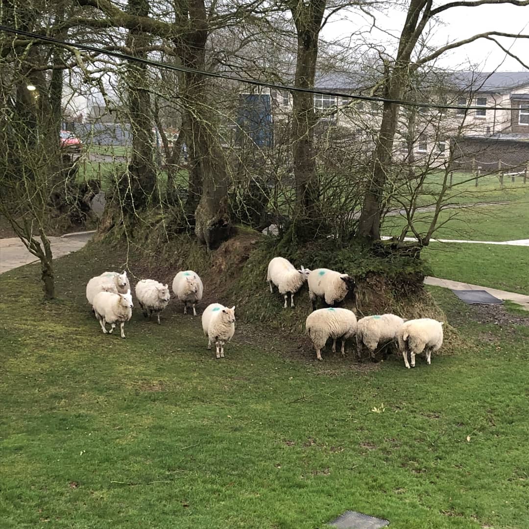 ShebbearCollege's tweet photo. We have some n(ewe) pupils this morning at the Prep School! 🐑

#OnlyInDevon #sheep #DevonSchool #countrysidelife #newpupils #IndependentSchool #devon #northdevon #Shebbearcommunity #ruralschool https://t.co/YCqSZ6YAUR