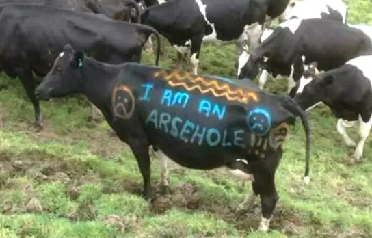 toomanycowz's tweet photo. Is anyone else in New Zealand sick of farmers fly-tipping their waste into our waterways, poisoning our rivers with synthetic fertiliser, supporting the destruction of rainforests and abusing animals? Or is it just me?

#freshwater #climate #cleanmeat https://t.co/SwQEZK9YVC