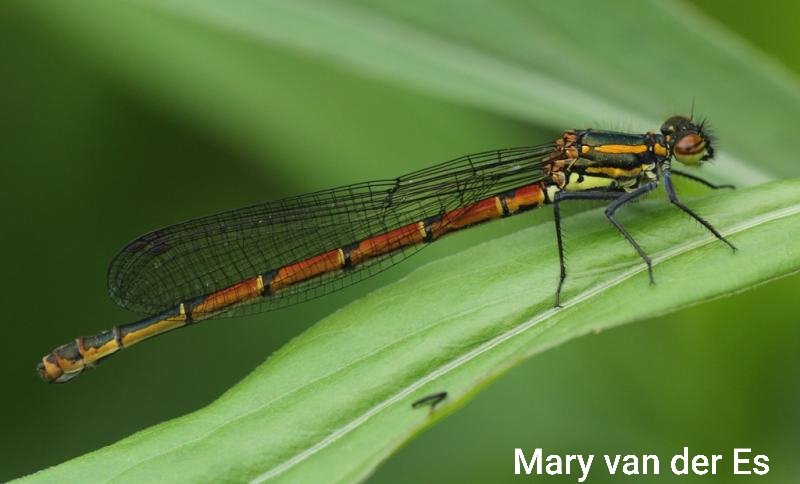 Mary van der Es tweet media