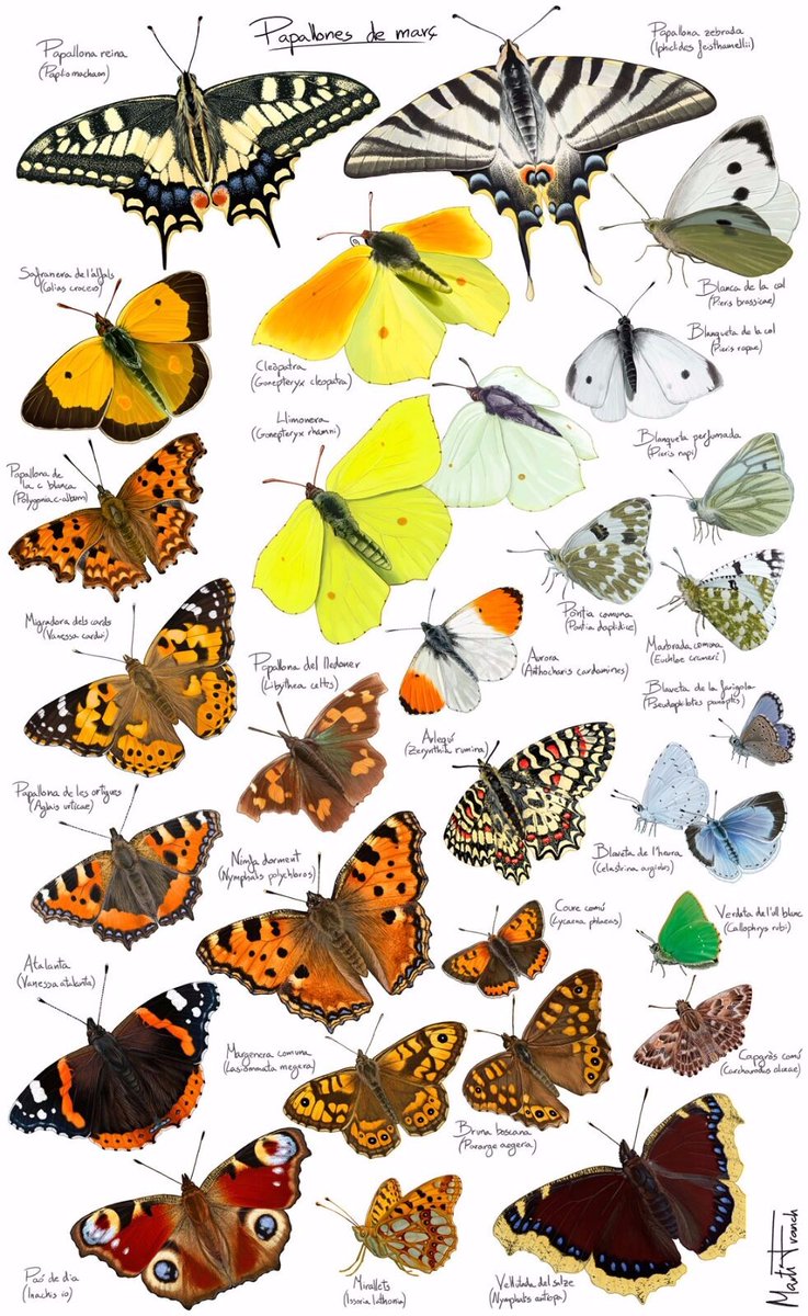 CREAF_ecologia's tweet photo. Comença el #març i la temporada de #papallones! El voluntariat dels projectes #mBMS i @uBMS_project ja surten a comptar 🦋🦋. T'hi uneixes? Busquen persones!
✔️uBMS (BCN i MAD): https://t.co/Qapk9vtFHQ
✔️mBMS (àrea metropolitana de BCN): https://t.co/hovhOdaoiH
✍️@MartiFranch https://t.co/986I89ZEBv