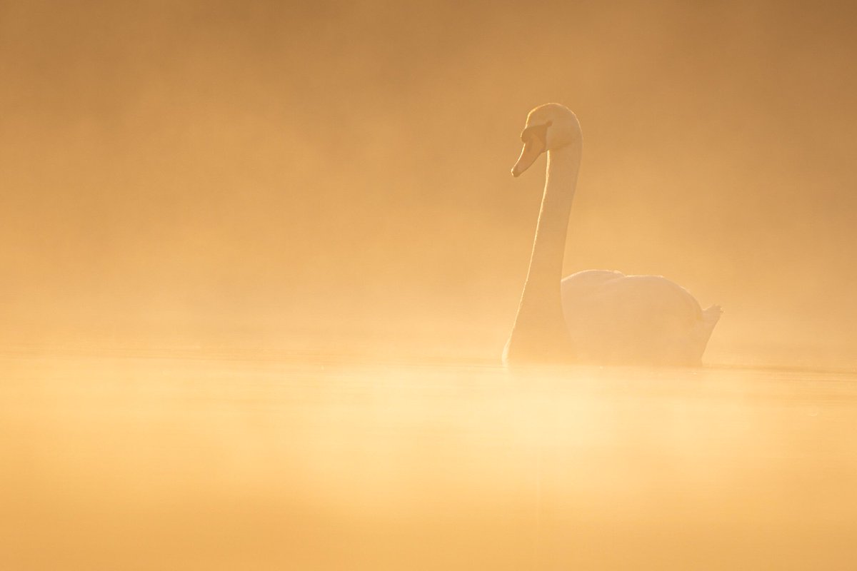 Ben Hancock-Smith (@benhancocksmit1) on Twitter photo Some shots I got of mute swans and a coot I photographed in the morning mist on Saturday at the riverside nature reserve. <a href="/SurreyWT/">Surrey Wildlife Trust</a> <a href="/SurreysWildlife/">Surrey's Wildlife</a> #wildlifephotography #swan #wildlife Some shots I got of mute swans and a coot I photographed in the morning mist on Saturday at the riverside nature reserve. <a href="/SurreyWT/">Surrey Wildlife Trust</a> <a href="/SurreysWildlife/">Surrey's Wildlife</a> #wildlifephotography #swan #wildlife
