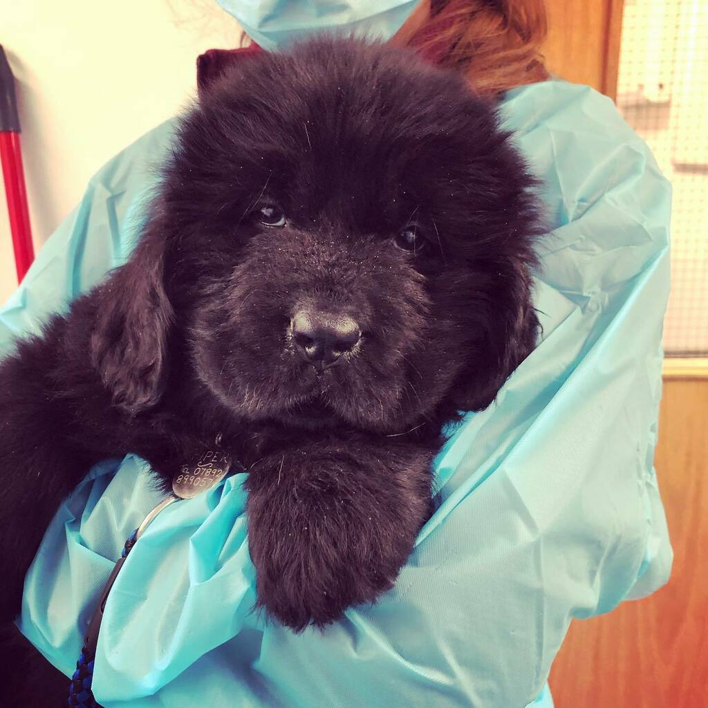 Castle_Vets's tweet photo. Don’t think we will be carrying this big bundle of fluff for much longer. She’s going to grow into a full size Newfoundland! Does anyone know the average weight of an adult Newfoundland? 
#newfie #newfoundlandpuppy #puppy #castlevetsreading #rdguk #berks… https://t.co/LKyABX6FBo https://t.co/xTpLZ1ipvK