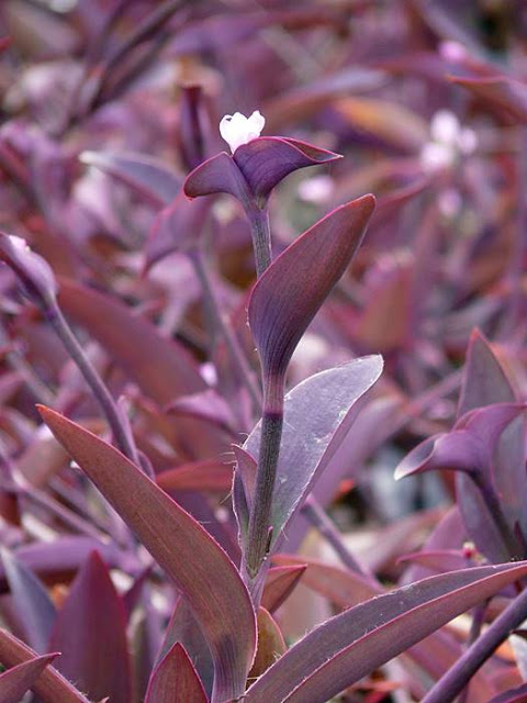 𝐶ℎ𝑎𝑝𝑡𝑒𝑟 𝑉𝐼𝐼𝐼 𝒲/<a href="/_STxCHAEWON/">เรย์</a> 

-

: ต้นไม้เทียนหอม (𝓣𝓻𝓮𝓮 𝓕𝓻𝓪𝓰𝓻𝓪𝓷𝓬𝓮)
        𝐻𝑒𝑟𝑏𝑜𝑙𝑜𝑔𝑦 #เอิร์บโบโล๊จี้

-