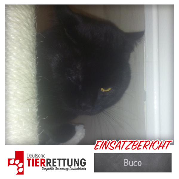 DtTierrettung's tweet photo. Tierrettung Einsatz: Buco in Münster - https://t.co/ttAVlJUzng https://t.co/11atztaQzj