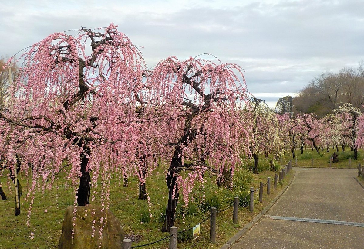 名古屋市農業センター Delaふぁーむ しだれ梅の開花状況 令和３年３月２日 満開 です 雨上がりのしだれ梅園です 特にピンク色の花が満開になり 園全体が華やかになってきました 農業センター しだれ梅 T Co Pv8bpfeiwn Twitter