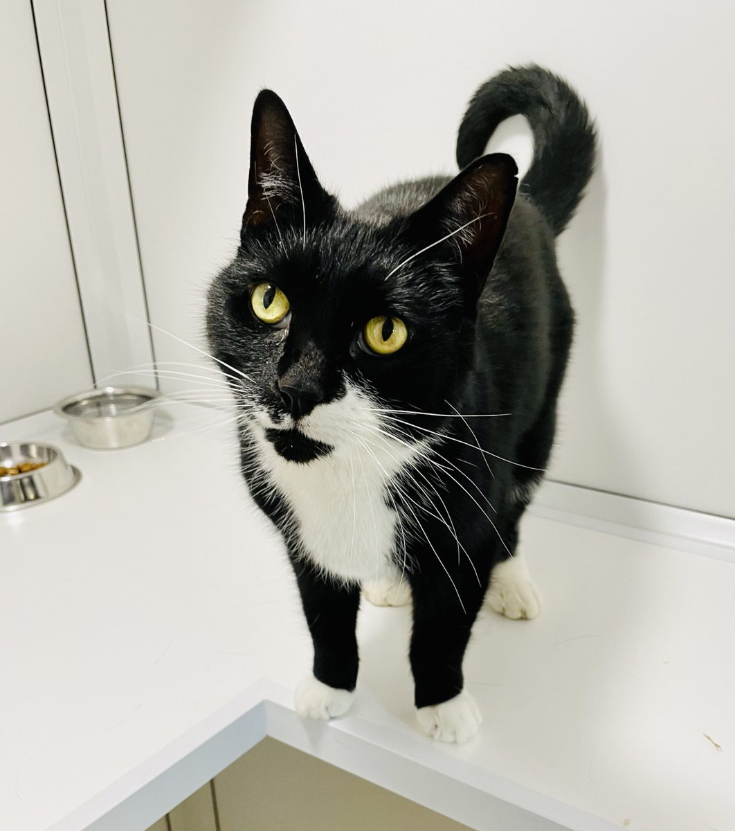 RSPCA Leeds & Wakefield CIO tweet media