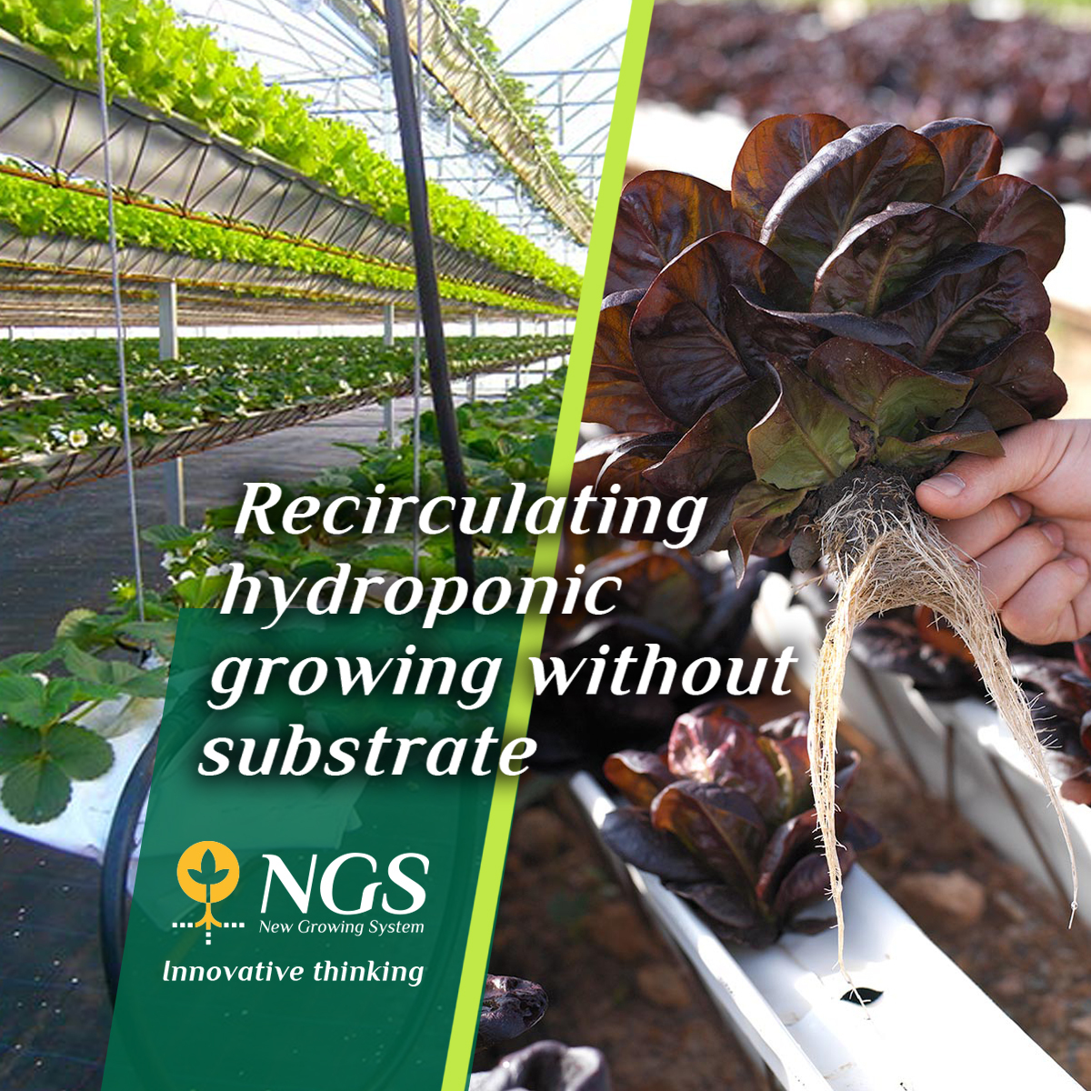 NGSystemNGS's tweet photo. ♻️With the NGS system for hydroponic crops, crops develop within an optimal environment, where they receive the water, oxygen and nutrients they need.
✔ Of the highest quality
✔No need for manipulations.
✔ Good flavor and excellent size.
✔Uniformity.
✔ Longer business life https://t.co/Pn0wNbcfeu