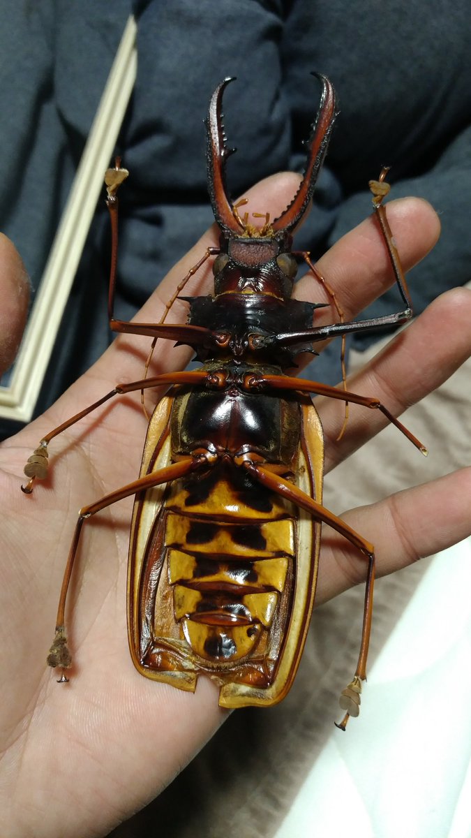 ぎこ على تويتر 飯テロのかわりにクソデカキモイ虫をくらえ ぎこ على تويتر 飯テロのかわりにクソデカキモイ虫をくらえ