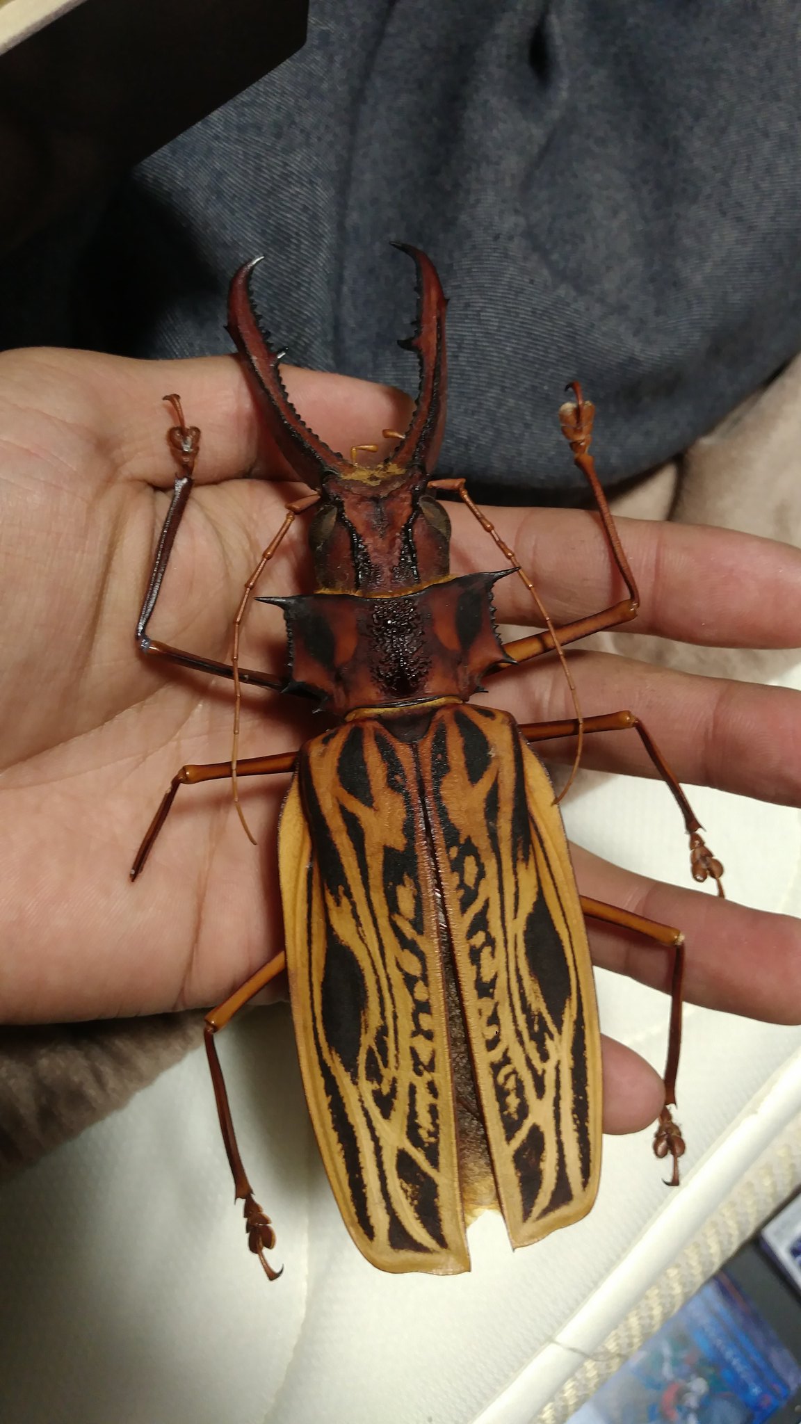 Twitter 上的 ぎこ 飯テロのかわりにクソデカキモイ虫をくらえ T Co Qtiga5z4gv Twitter