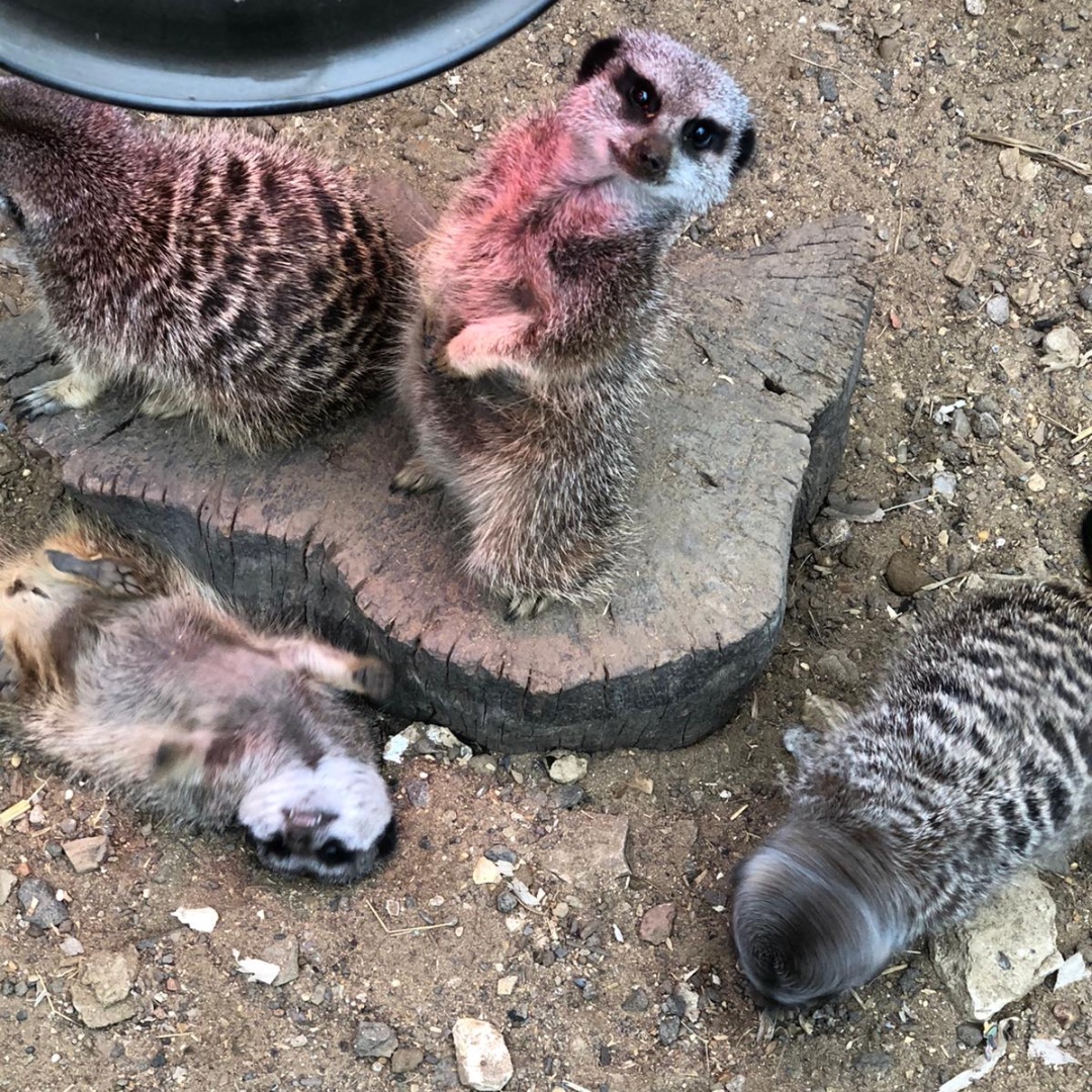 🎈And today it's our meerkat triplets birthday! Happy 4th Birthday to Astrid, Heather and Hiccup 🎈We think it's fair to say they are rather..photogenic?! Memphis is at least!

📸 by Ranger Zara
 #birthday #happybirthday #party #croydon #thatfacetho #howtotrainyourdragon #dragons