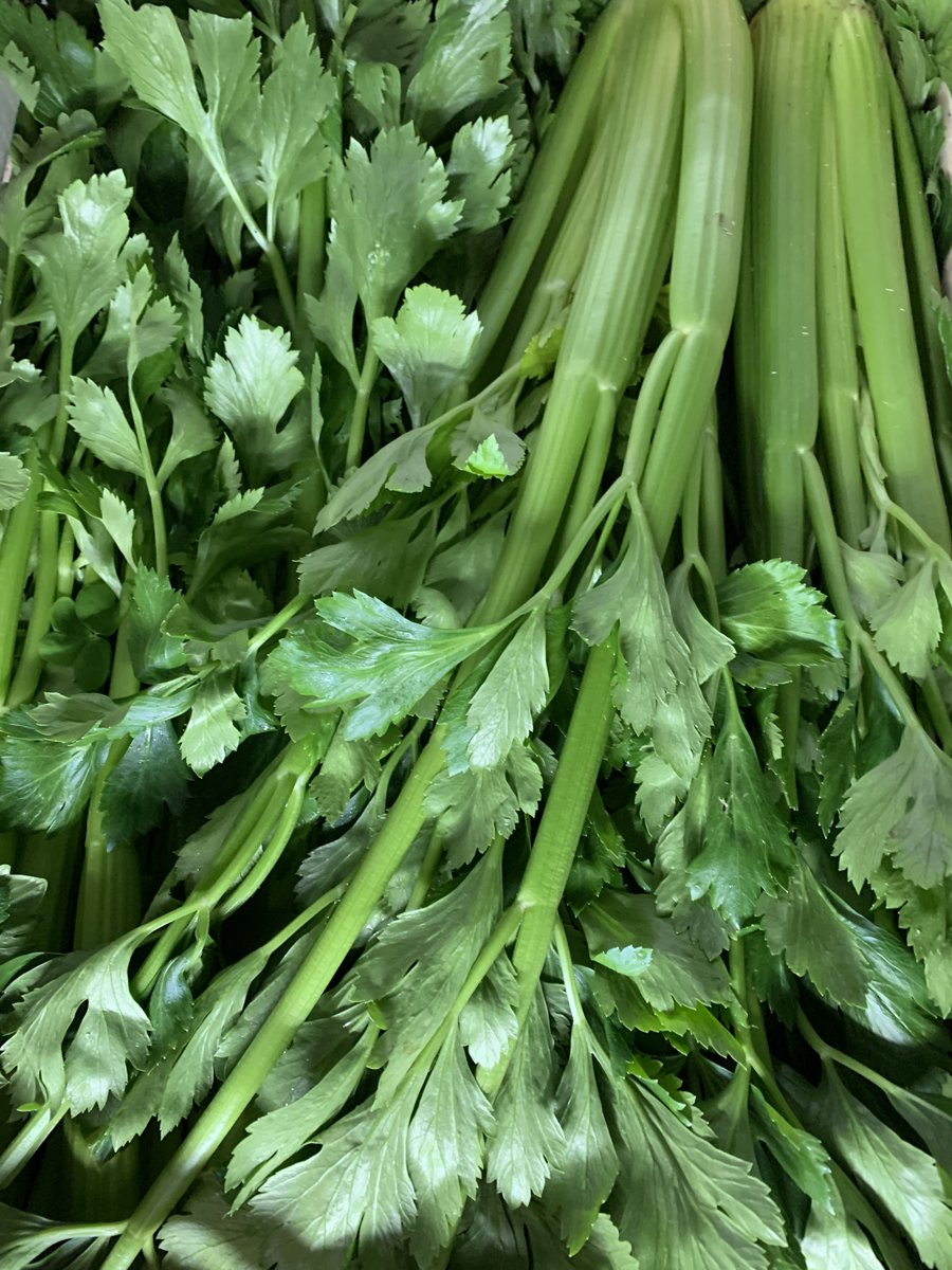 Lovely leafy celery