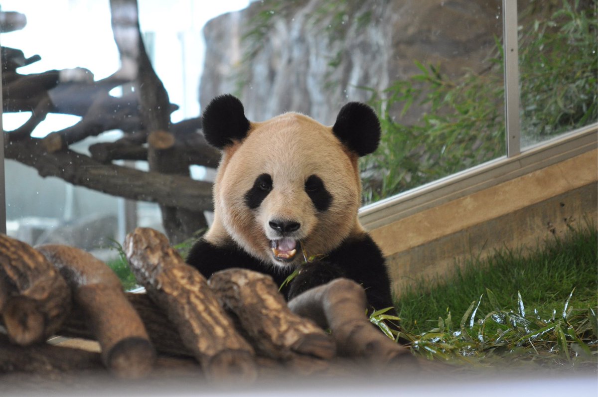 美しすぎるパンダ Twitter Search