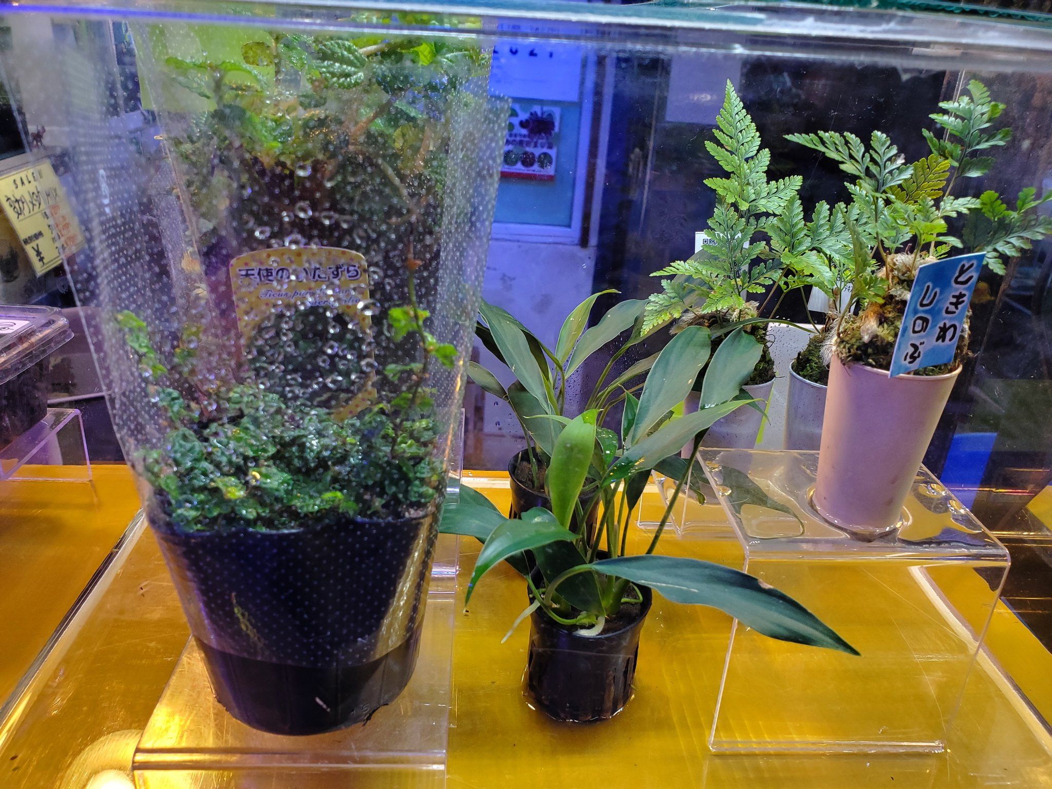 みつい園 Ar Twitter リクエストを 多くいただいたので アクアテラリウムや バルダリウムに使える 植物のコーナーを作りました まだ規模は小さいですが ご来店の際は チェックしてみてね みつい園 アクアテラリウム バルダリウム 植物 T Co Fx5ggm9pe6