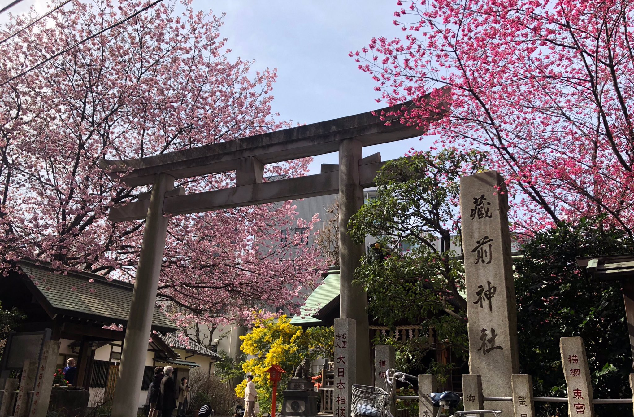 上野案内所 Ueno Information Center 開花状況 3月になりましたね 蔵前神社 では 蔵前 桜と寒緋桜 そしてミモザが色鮮やかに咲いています 21年3月1日撮影 T Co Ufzledqzl7 Twitter
