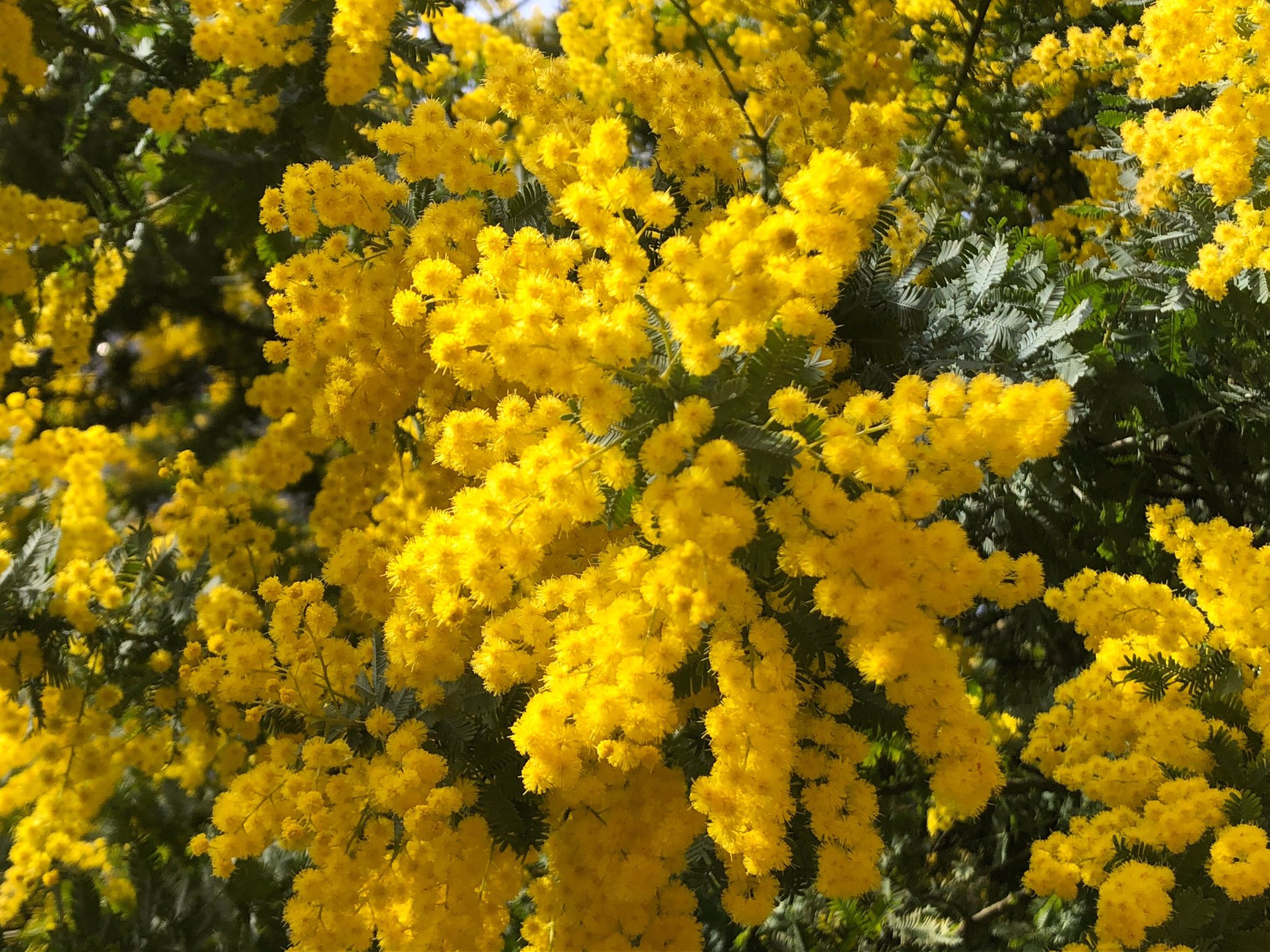 上野案内所 Ueno Information Center 開花状況 3月になりましたね 蔵前神社 では 蔵前桜 と寒緋桜 そしてミモザが色鮮やかに咲いています 21年3月1日撮影 T Co Ufzledqzl7 Twitter