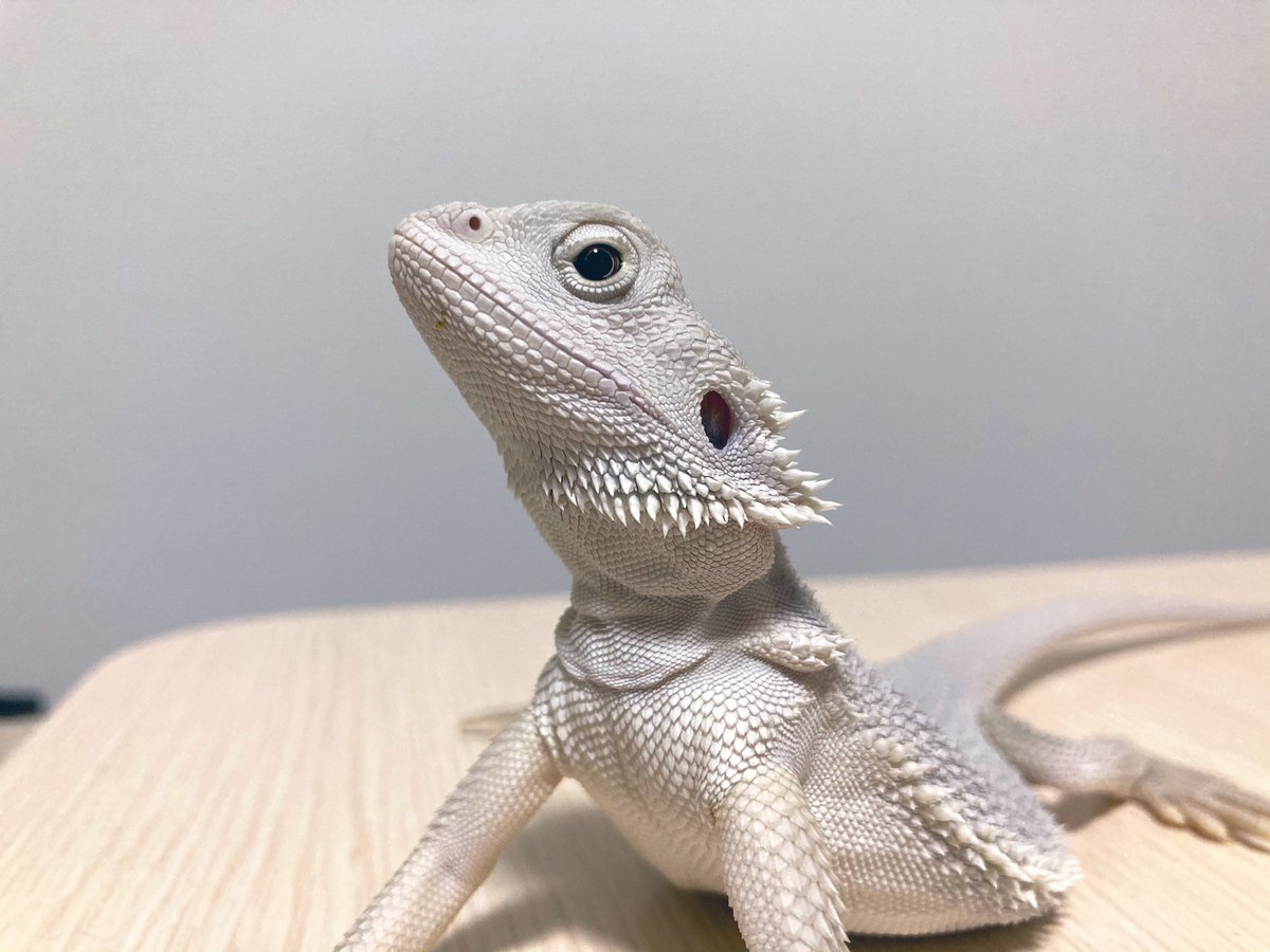 美しいねぇ

#フトアゴヒゲトカゲ 
#ハイポゼロ
#爬虫類
