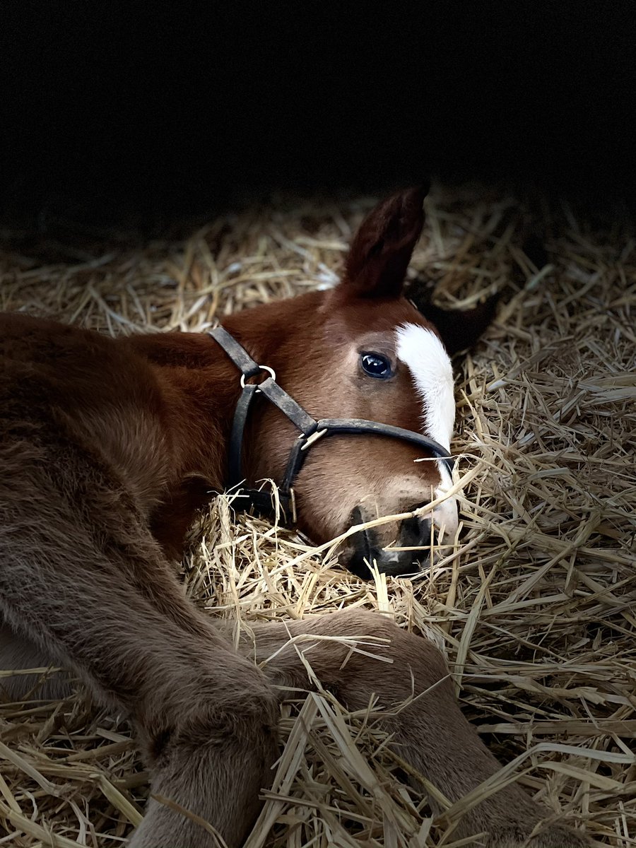 A bit 🥶 out so babies have come in for a sleep in their freshly made beds as we wait for the ☀️ to break through & warm up so they can go back out and play #rechargeTheBatteries