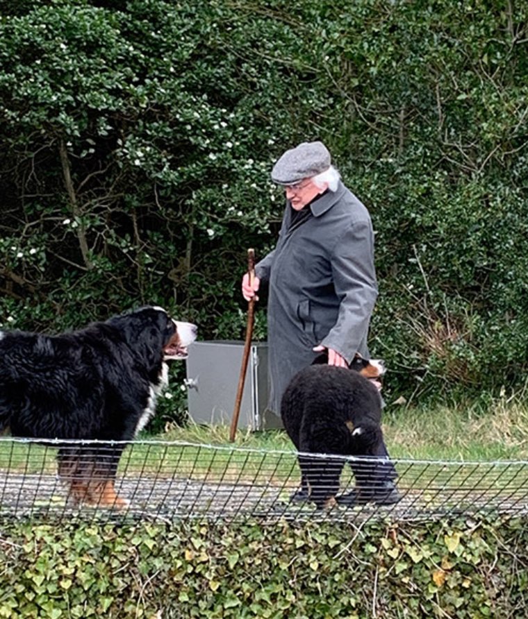 DogsForMichaelD's tweet image. Welcome furry baby Misneach ❤️ 🐾