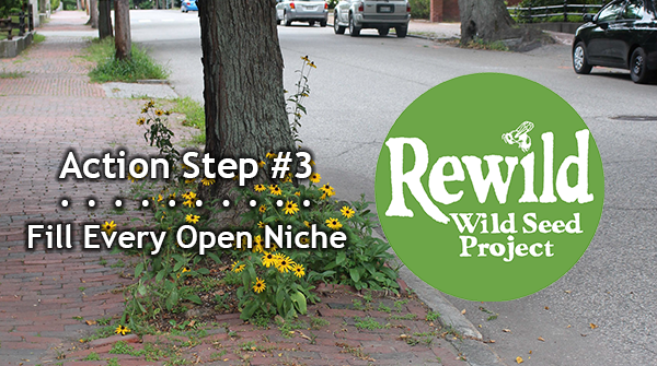 Rewilding Action Step #3: Use a diversity and abundance of plants anywhere that isn’t paved, including containers, hellstrips, or on balconies.

Pledge to Rewild (bit.ly/pledge-to-rewi…) and get free info and resources. #PledgeToRewild10ActionSteps #PledgeToRewild