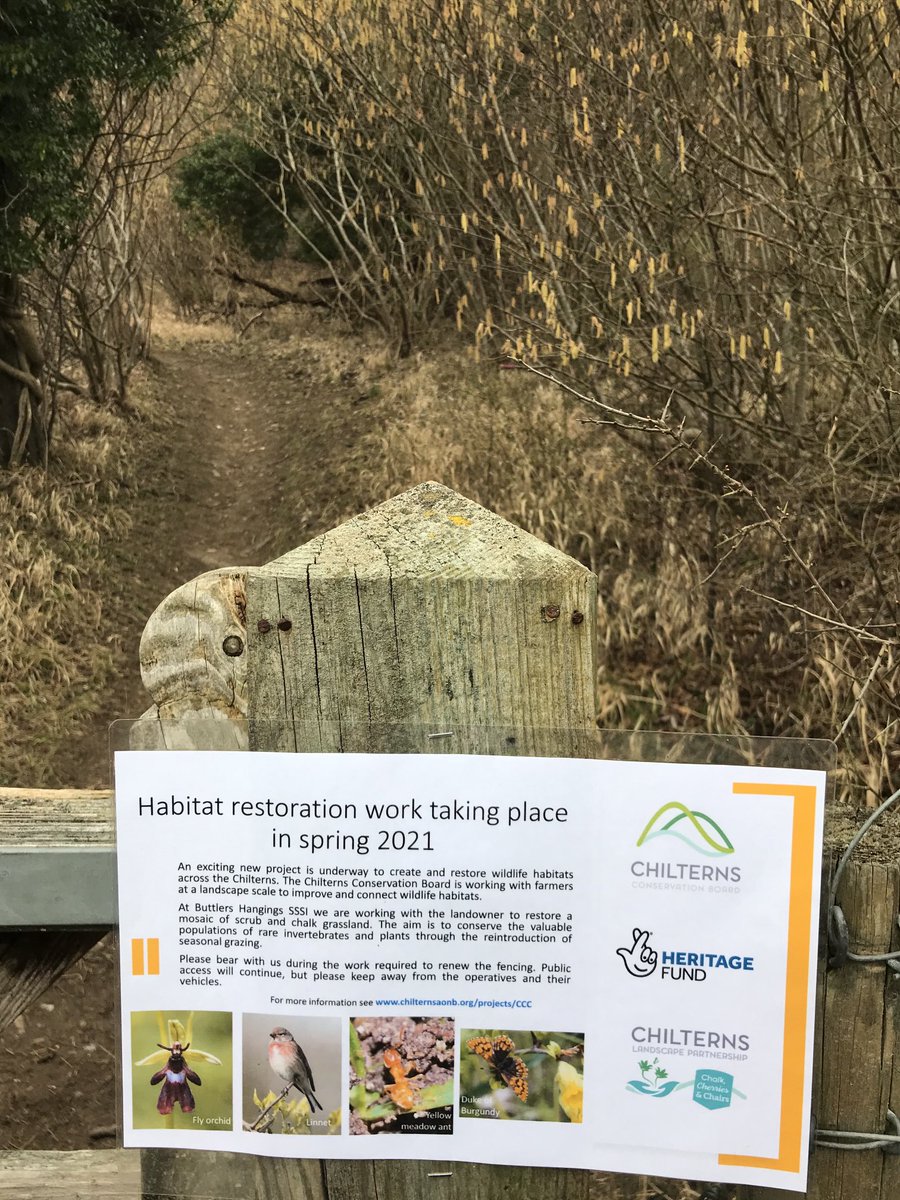 At Buttlers Hangings SSSI seasonal livestock grazing will be best in the long term for scrub clearance and natural dynamics. Fencing contractors arriving later this week to fix the fencing and hopefully cattle not too far behind! ⁦<a href="/ChilternsCCC/">Chalk Cherries and Chairs Team</a>⁩ ⁦<a href="/HeritageFundUK/">The National Lottery Heritage Fund</a>⁩