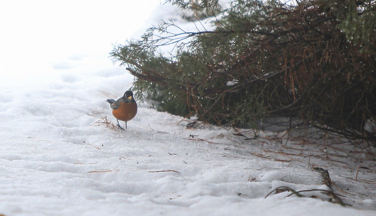 SteveNovakLVL's tweet photo. First!
The #firstrobinofspring is something of a myth. Many stick around all winter. I got these pictures between February snowstorms near Bethlehem. But their increased activity now is a welcome sign of the changing season.
More from @lehighvalley: https://t.co/rjLpmjtkKi https://t.co/NtLlx03mgR