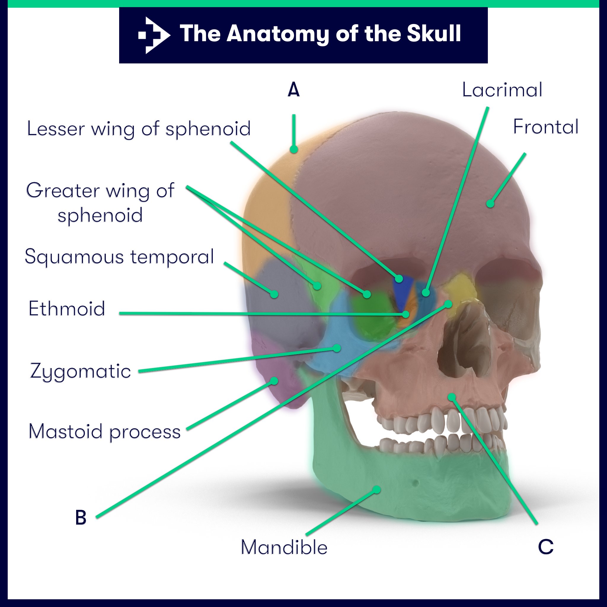 Vertex (anatomy) Online USA | www.pinnaxis.com