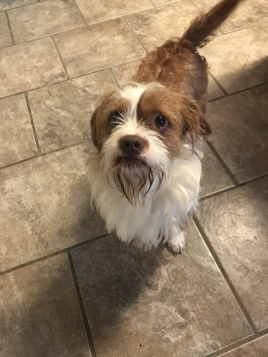 mbeatty915's tweet photo. Found dog in Acadia cottages.  No collar or tag. @OxfordPolice https://t.co/Cy5GmPm9nu