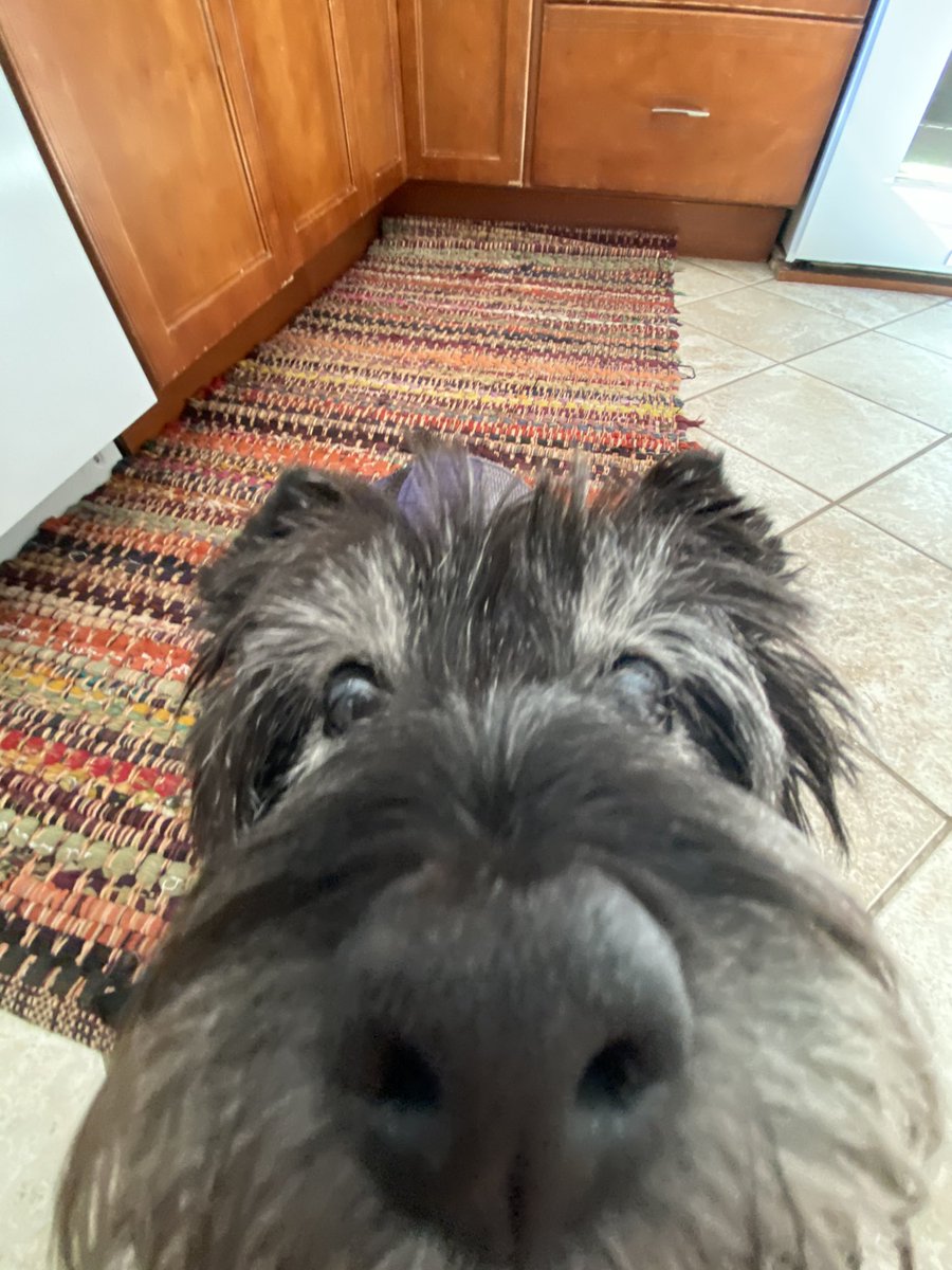 Everyone stop what you are doing a look at this pic of my dog