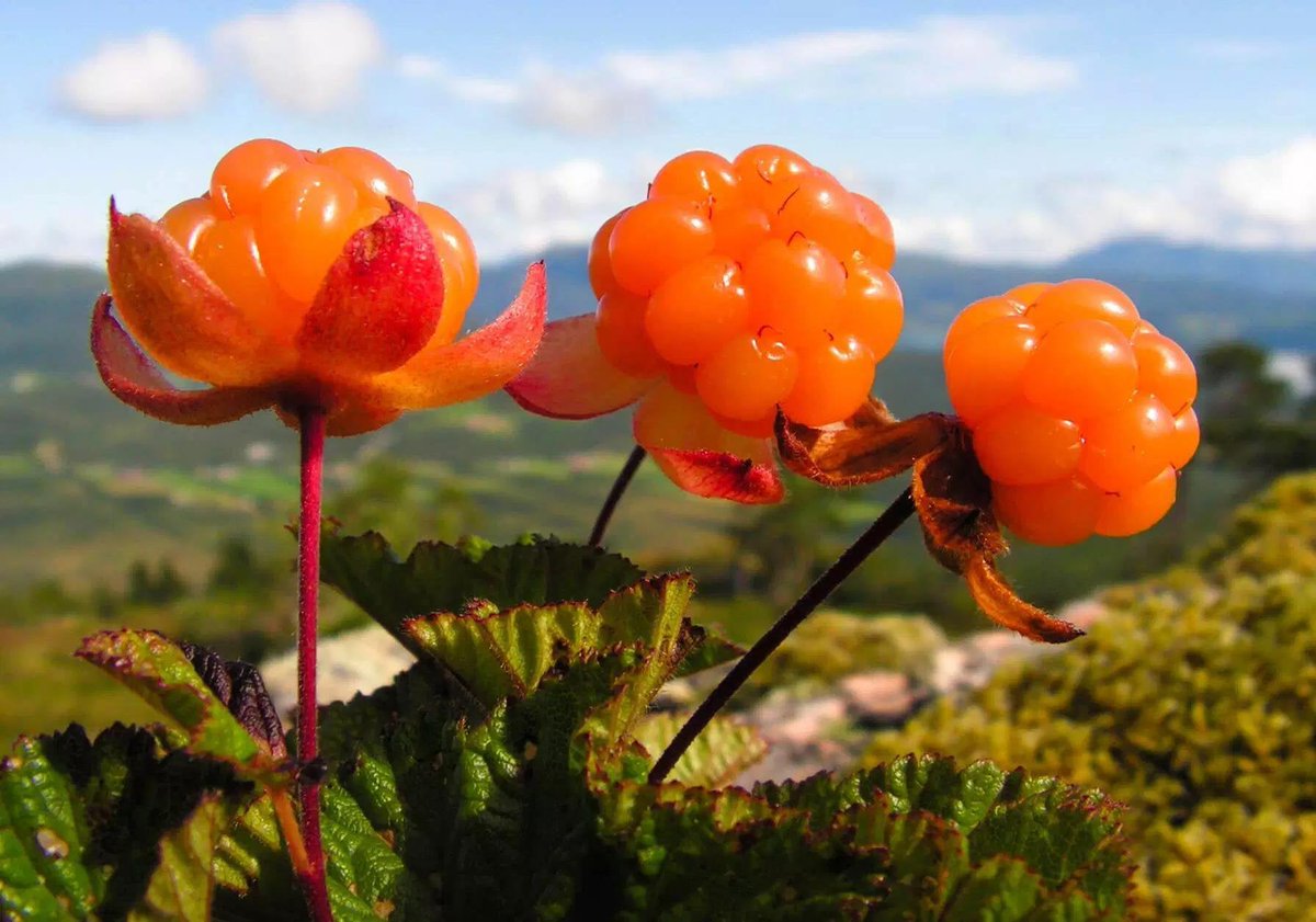 Cloudberry. Северная ягода Морошка. Царская ягода Морошка. Морошка приземистая (Rubus chamaemorus),. Морошка Кольский полуостров.