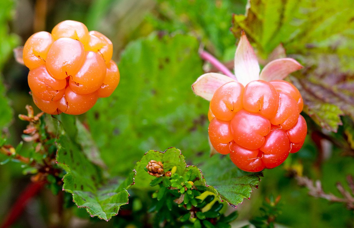 Cloudberry. Морошка (Rubus chamaemorus). Морошка – Rubus chamaemorus l.. Морошка кустарник. Морошка приземистая (Rubus chamaemorus l.).