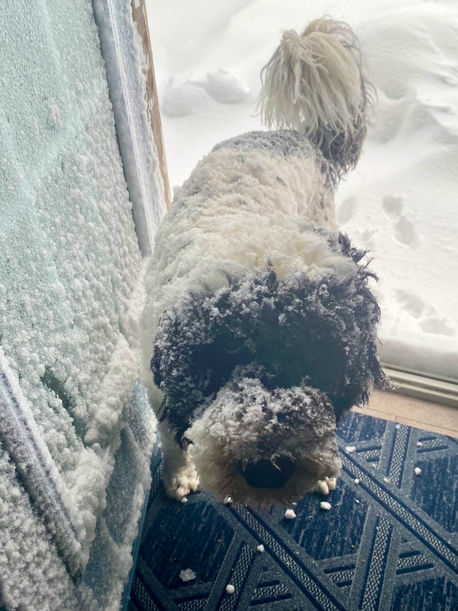 PSD_Stella's tweet photo. I highly suggest staying indoors today, if you can! ❄️ #BathroomProblems #SnowDay #nlwx #nltraffic
🐾Stella https://t.co/mbrLwA4GC4