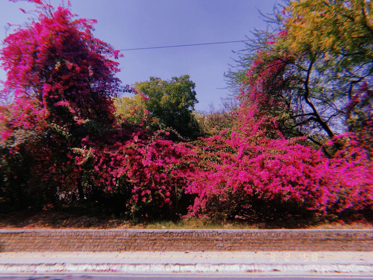 divyanganaharit's tweet image. JNU in Spring season is pure bliss 💜