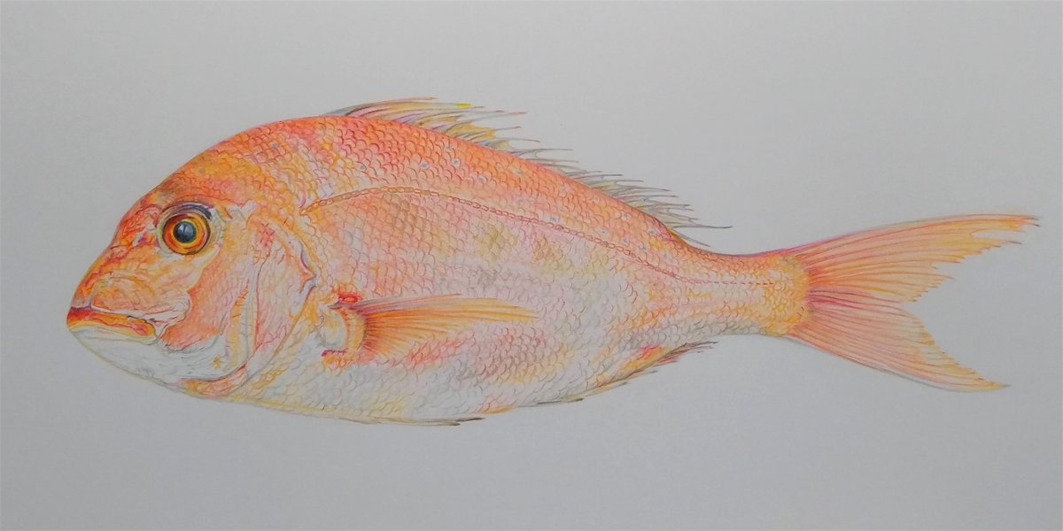 Twoucan 鯛 の注目ツイート イラスト マンガ コスプレ モデル