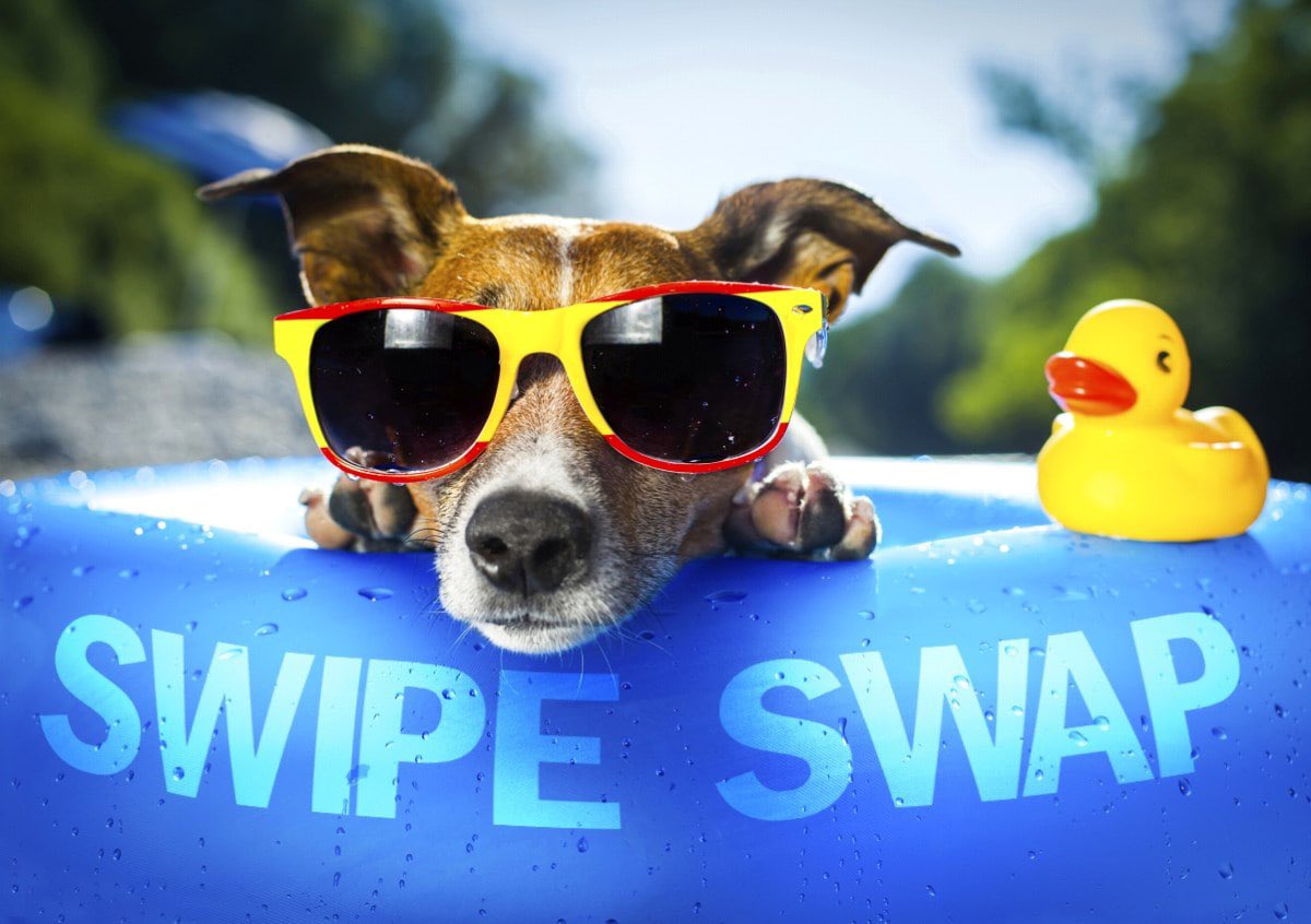 crypto_lum's tweet photo. Even my dog has got the #SwipeSwapManiaFever🐶 $SXP #SXP 

@JLSwipe @cz_binance $BNB #BNB #BSC @GabiCryptoKing @bebo_calculator https://t.co/QOQUkLyVMC