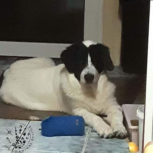 MIKEY is nearly 5 months old. He's a mixed breed Romanian Shepherd mix and likely to be around 40 to 50kg. Do you love Big dogs and have experience ? If so, Mikey would love a home of his own after his brother and sister have now found their own homes 🏡 
Please DM if interested