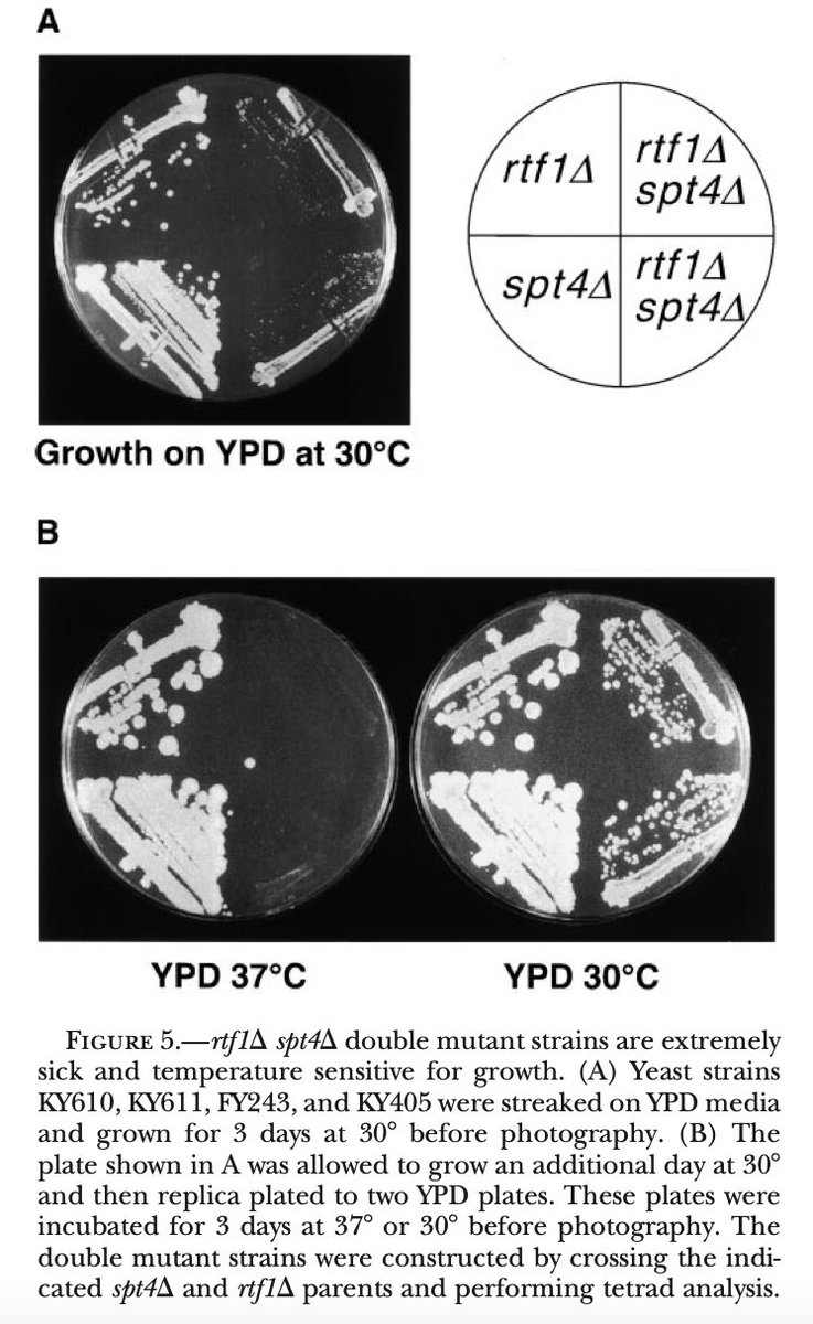 SusRodriguezNavarro tweet media